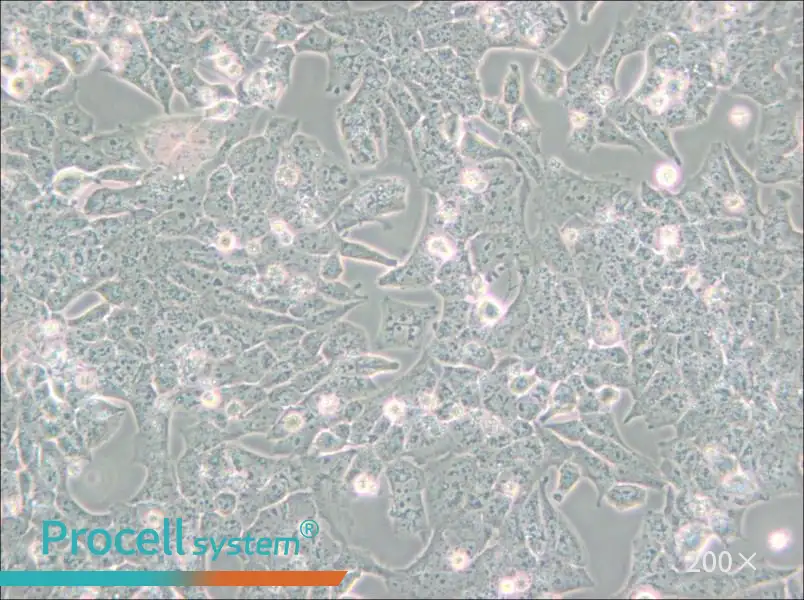 UMR-106 Cell Complete Medium - small - 5