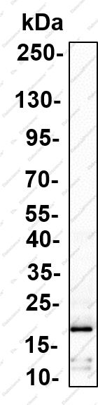 Recombinant Midkine Monoclonal Antibody - 3