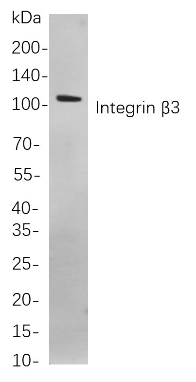 Recombinant Integrin β3 Monoclonal Antibody-searchlist-1