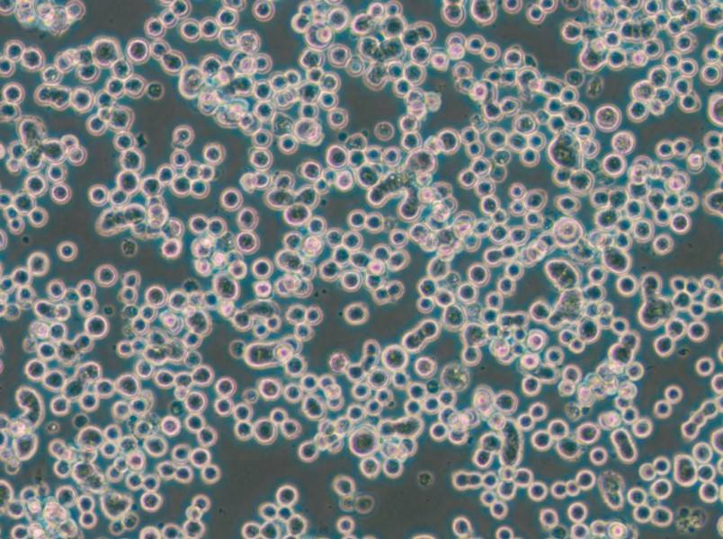 MDA-MB-134-VI (DMEM) Cell Complete Medium - small - 6