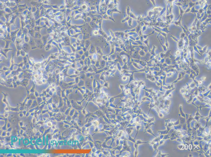 D283 Med Cell Complete Medium - small - 4