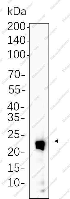 Recombinant IL-10 Monoclonal Antibody - 1
