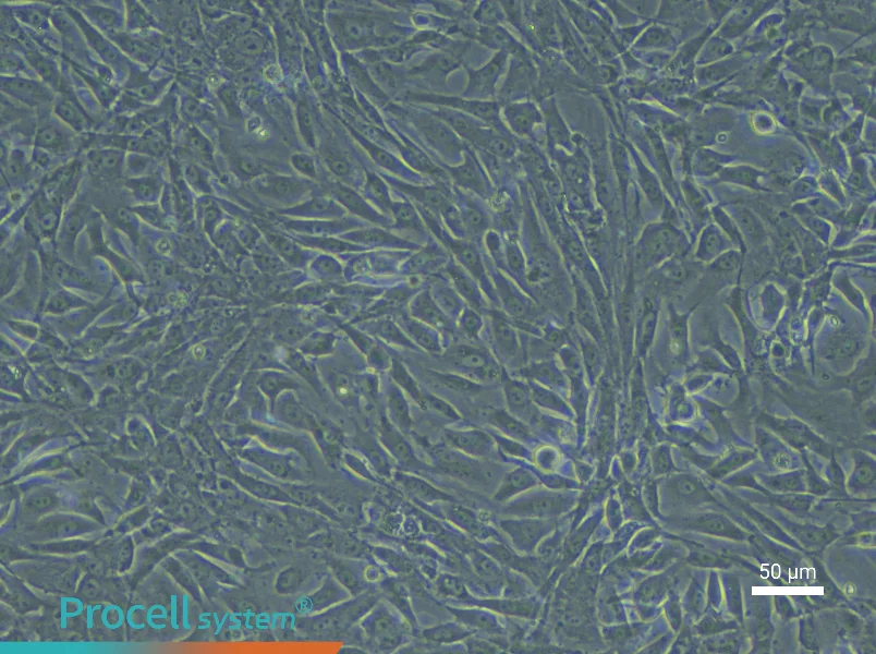 Rabbit Bladder Smooth Muscle Cell Complete Medium - 4