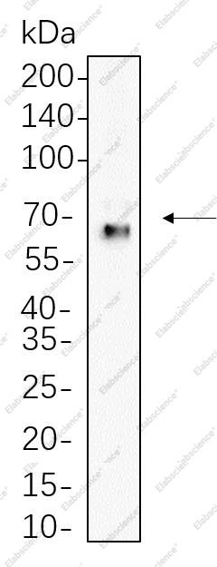 Recombinant Yes1 Monoclonal Antibody - 1