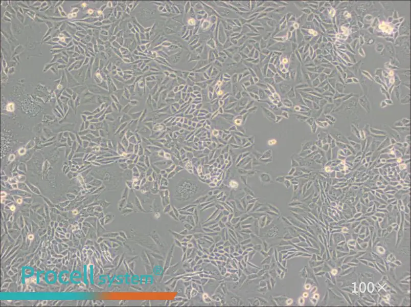 CTLA4 Ig-24 Cell Complete Medium - 3