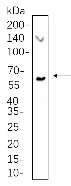 Recombinant Phospho-Chk2 (Thr68) Monoclonal Antibody-searchlist-1