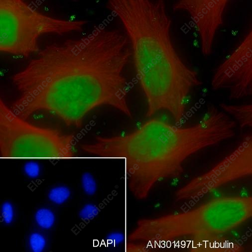 Recombinant COPS3 Monoclonal Antibody - 5