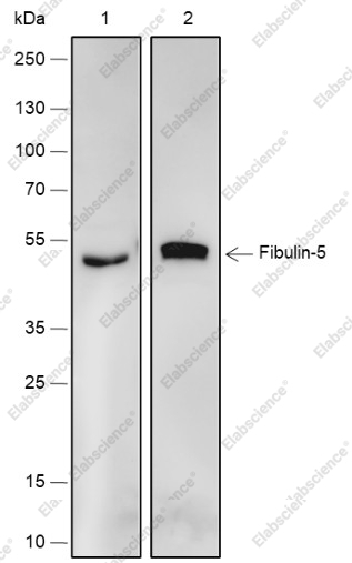 Recombinant Fibulin-5 Monoclonal Antibody - 1