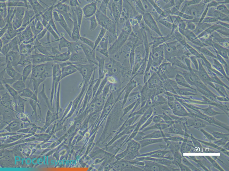 Human Adipose-derived Mesenchymal Stem Cell Complete Medium - small - 4