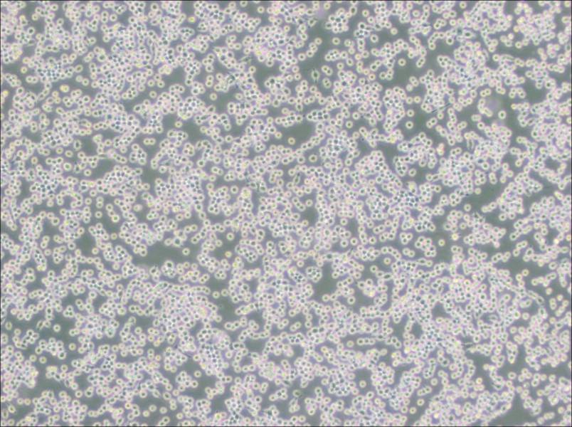 MH-S Cell Complete Medium - small - 6