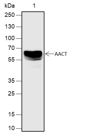 Recombinant AACT Monoclonal Antibody - small - 1