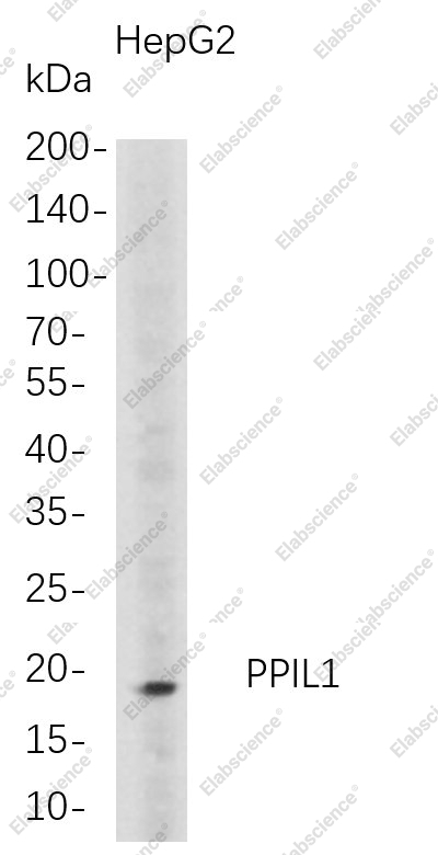Recombinant PPIL1 Monoclonal Antibody - 1