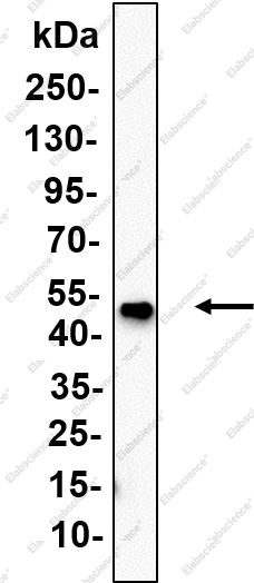 Recombinant TMEM119 Monoclonal Antibody - 1