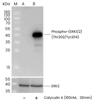 Recombinant Phospho-ERK1/2 (Thr202, Tyr204) Monoclonal Antibody-searchlist-1