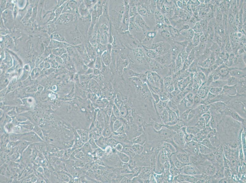 Panc 08.13 Cell Complete Medium - small - 6