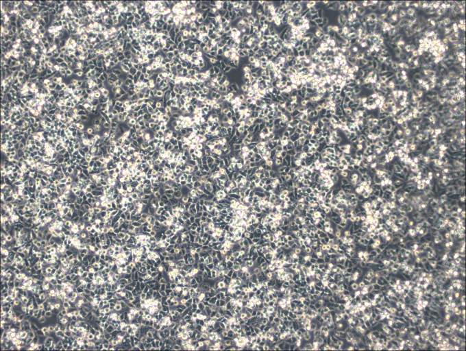 IHH-4 Cell Complete Medium-searchlist-1