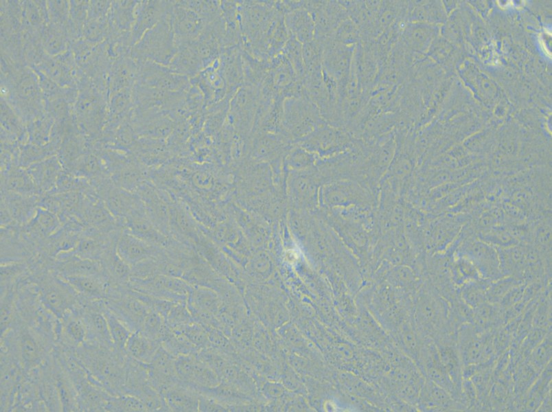 KGN Cell Complete Medium - small - 4