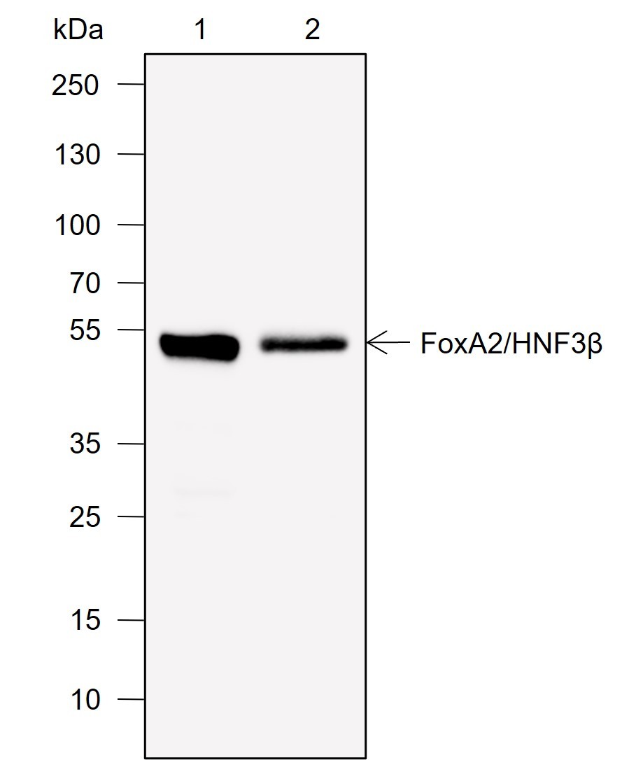 Recombinant FOXA2 Monoclonal Antibody-searchlist-1