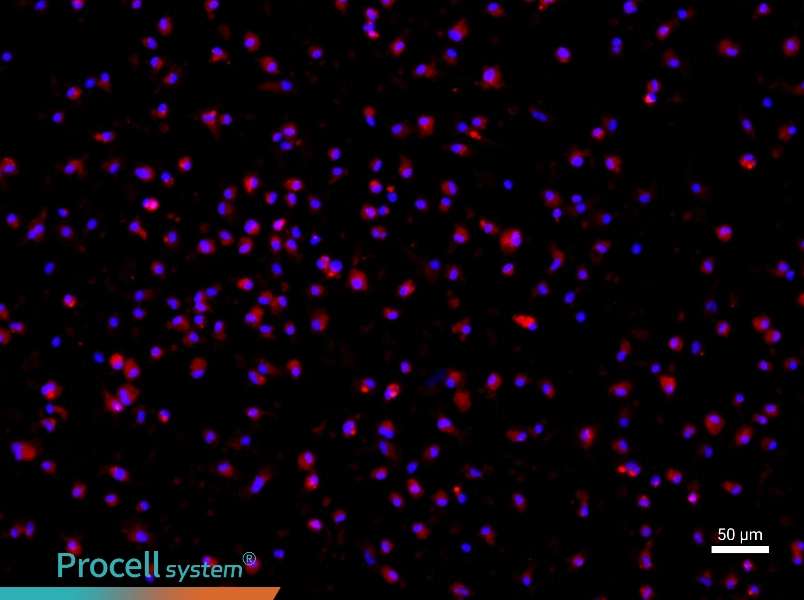 Mouse Bone Marrow-Derived Macrophage Complete Medium - 1