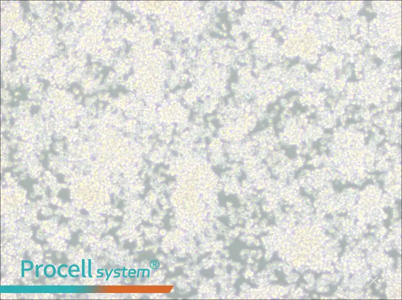 EL-4-B5 Cell Complete Medium - 3