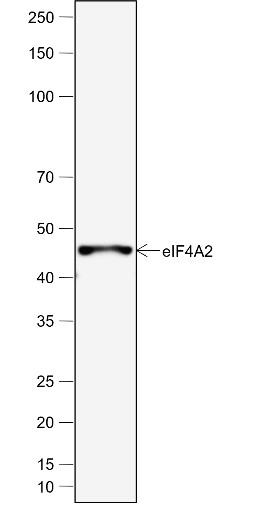 Recombinant eIF4A2 Monoclonal Antibody - 2