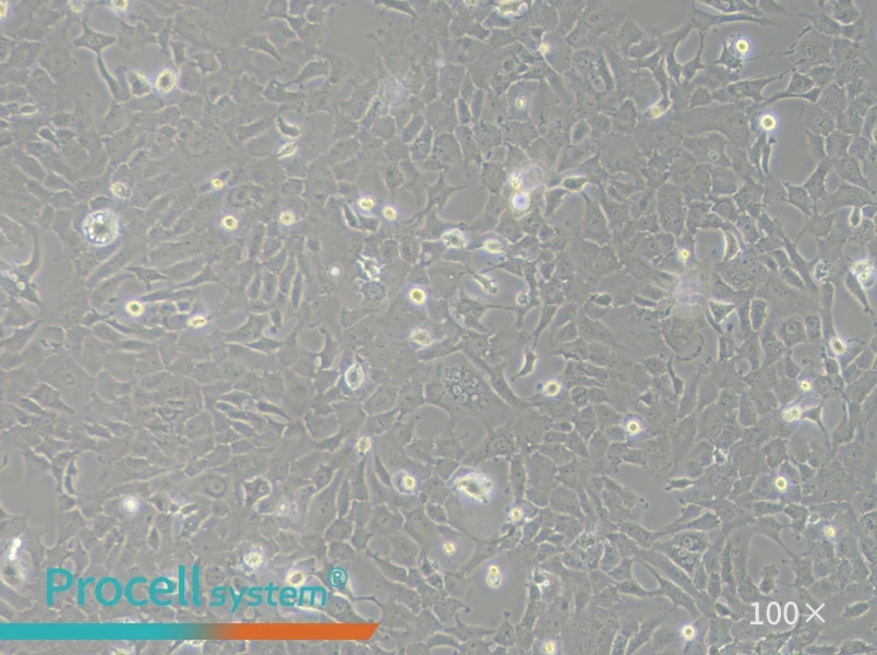 RF/6A Cell Complete Medium - 3