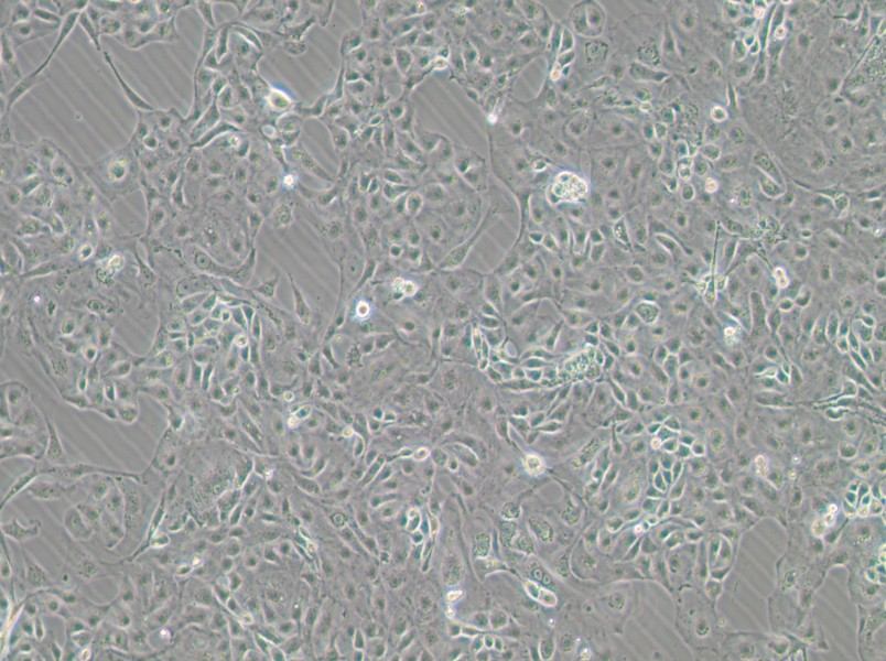 Kuramochi Cell Complete MediumKuramochi Cell Complete Medium - 2