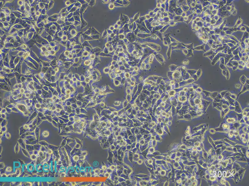 CW-2 Cell Complete Medium - 6