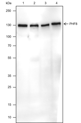Recombinant PHF8 Monoclonal Antibody-searchlist-1