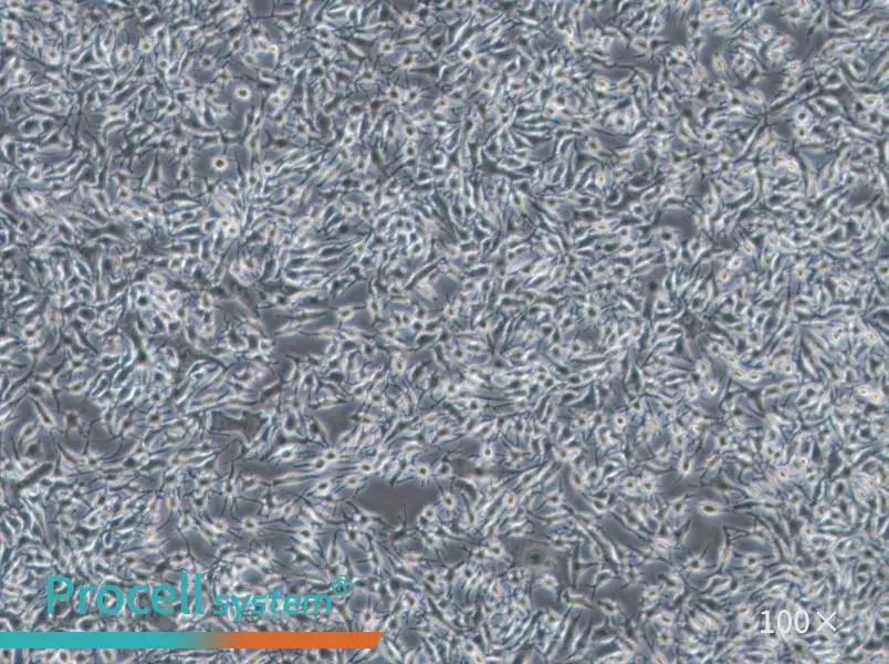 B16-F1 Cell Complete Medium - 1