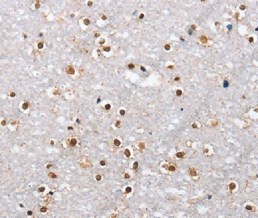 ELAVL1 Polyclonal Antibody - 3