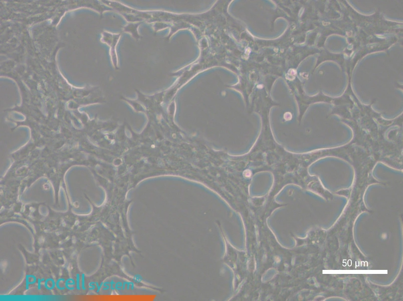 Hep-53.4 Cell Complete Medium - 4