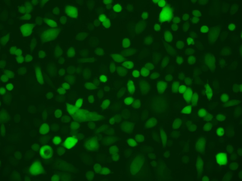 AGS-LUC-EGFP Cell Complete Medium - small - 6