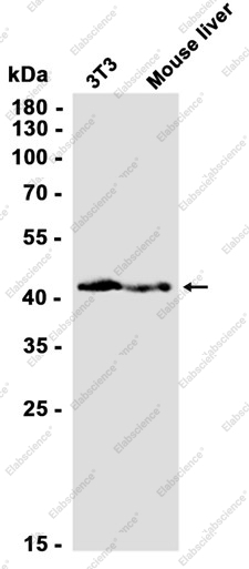 Recombinant EBP1 Monoclonal Antibody - 2