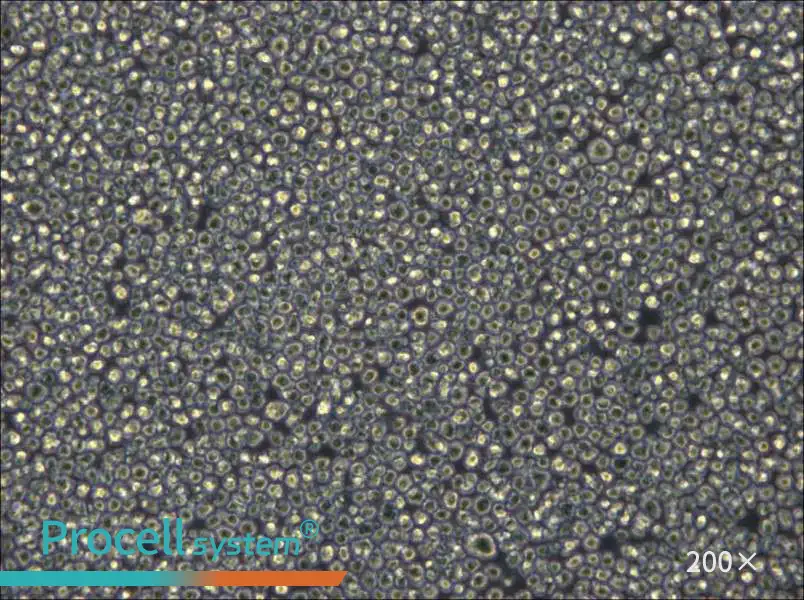 NCI-H929 Cell Complete Medium - small - 6