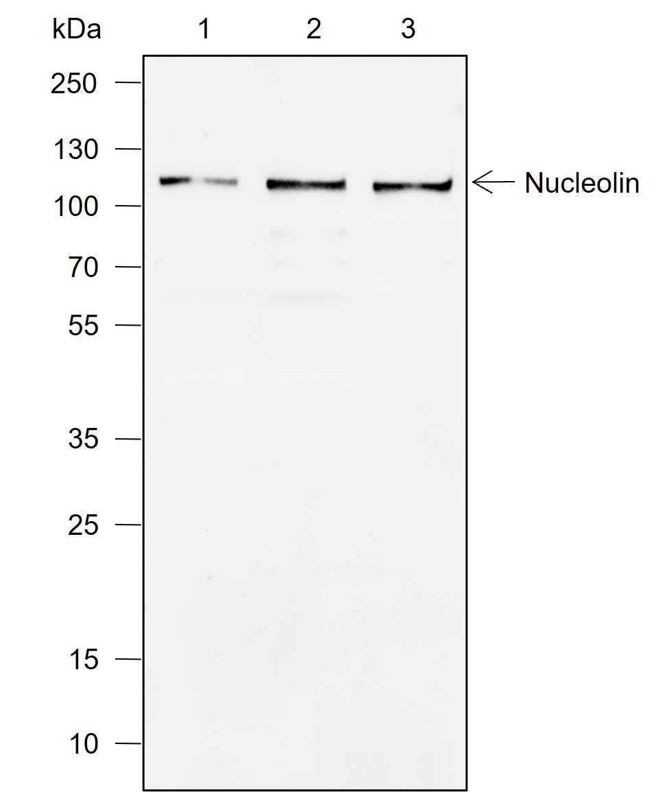 Recombinant Nucleolin Monoclonal Antibody - small - 1