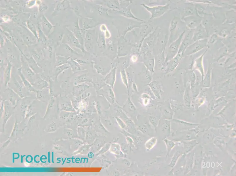 SJSA-1 Cell Complete Medium - small - 6