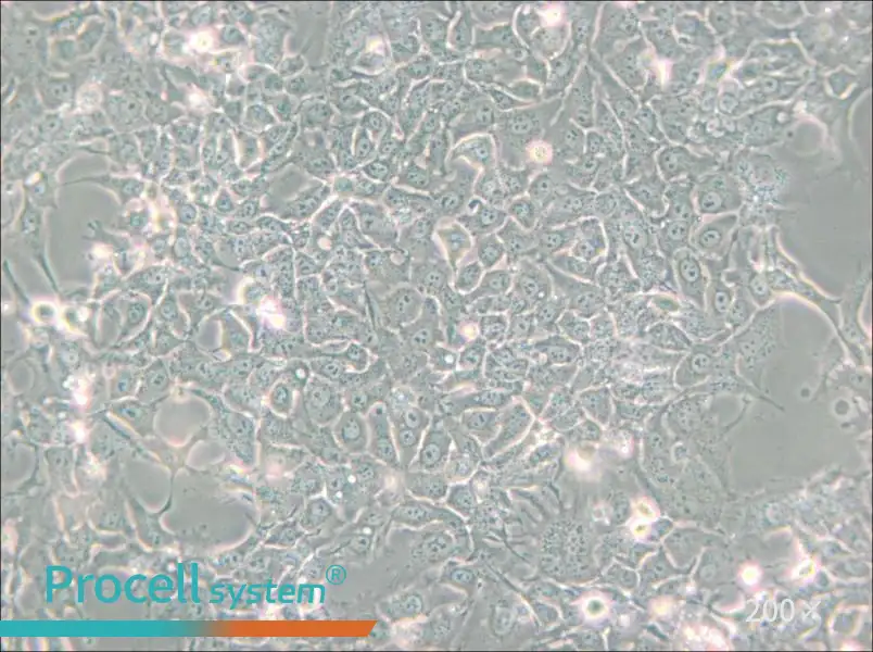 HCC827 Cell Complete Medium - small - 6