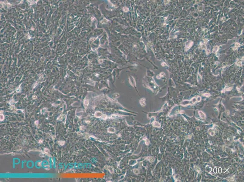 IM95m Cell Complete Medium - 5