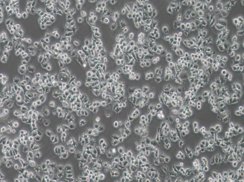 A-427 Cell Complete MediumA-427 Cell Complete Medium - 2