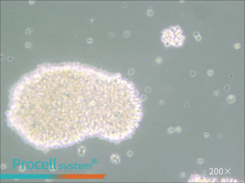 MT-4 Cell Complete Medium - 5