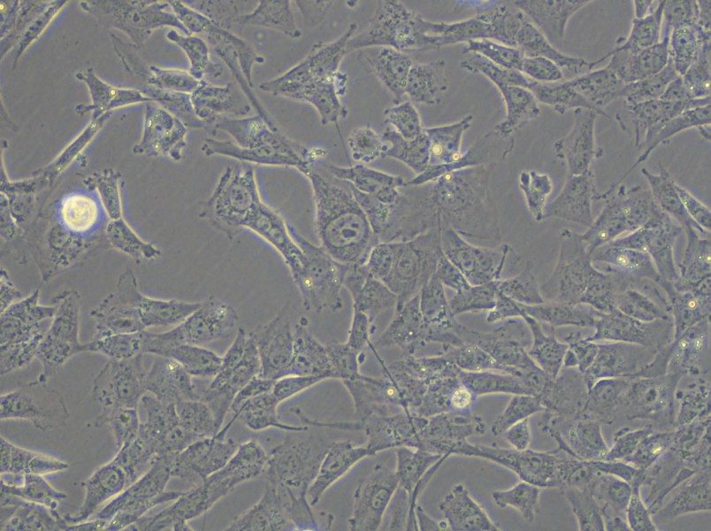 HTh-7 Cell Complete Medium - 5