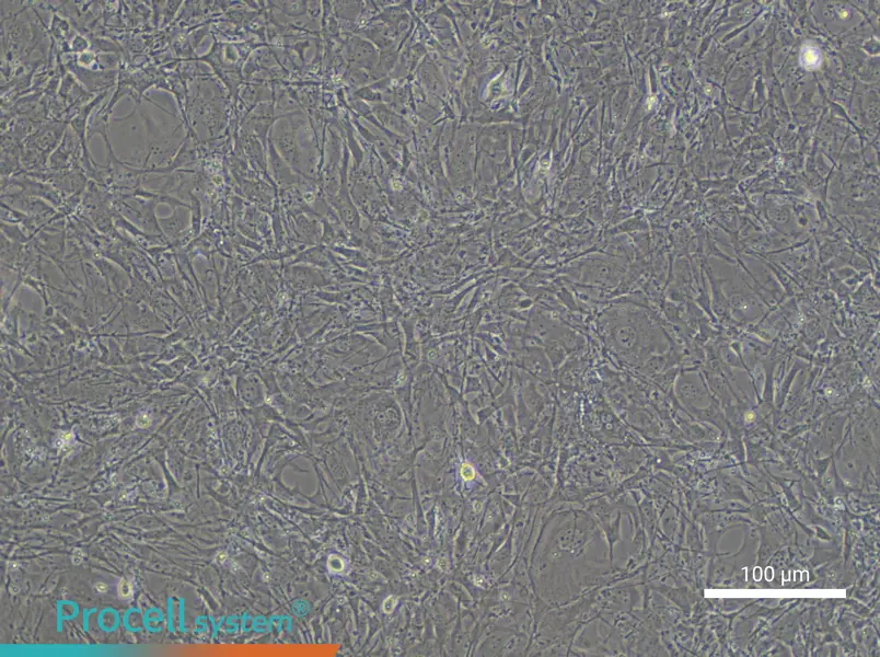 C3H/10T1/2, Clone 8 Cell Complete Medium - 1