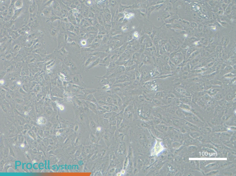 NCI-H2052NCI-H2052 - 2