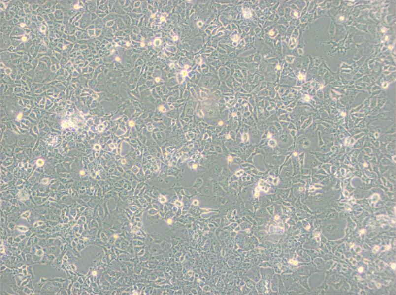COS-1 Cell Complete Medium - small - 2