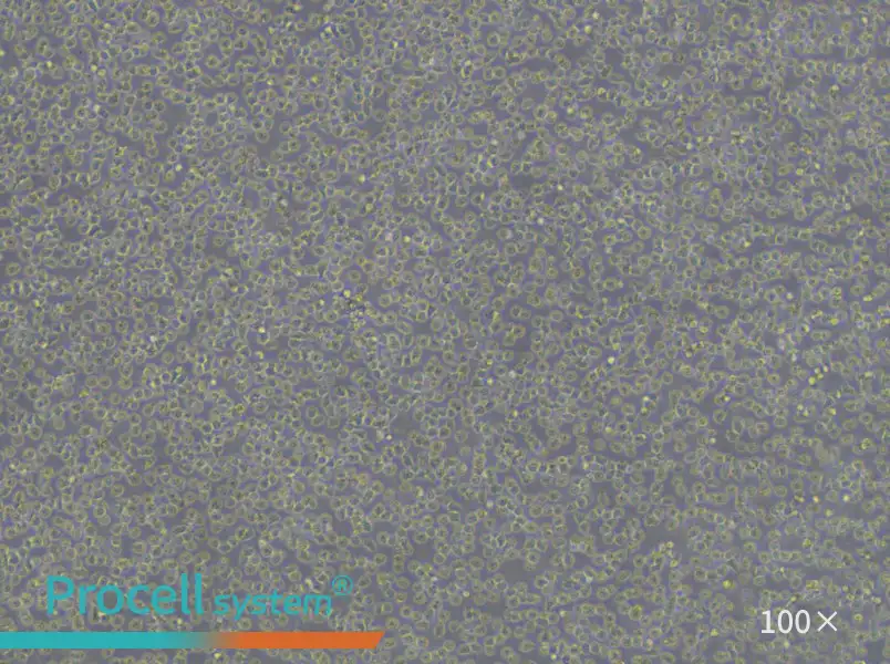 BV-173 Cell Complete Medium - 1