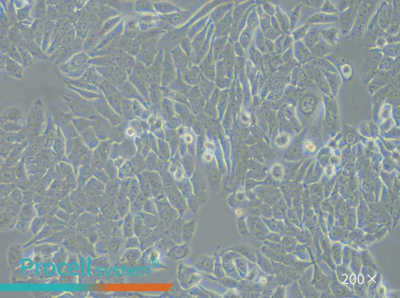 NCI-H358 Cell Complete Medium - small - 6