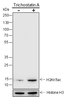 Recombinant Histone H2A (Acetyl Lys5) Monoclonal Antibody - 2