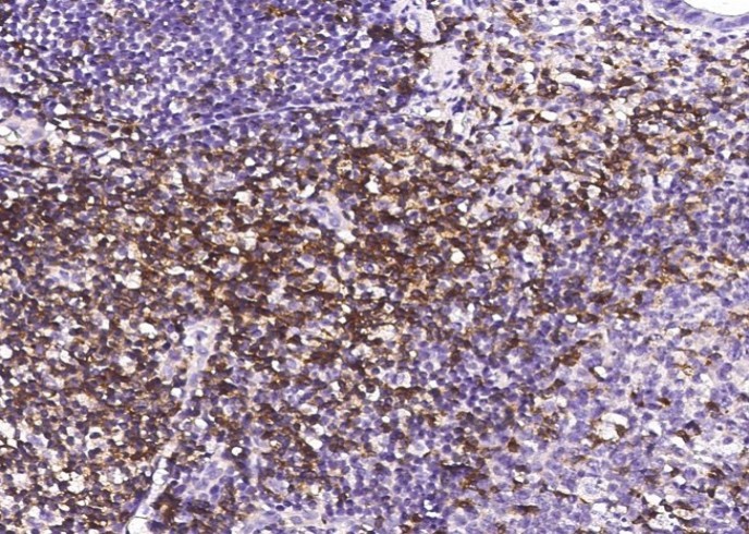 CD2 Monoclonal Antibody - small - 3