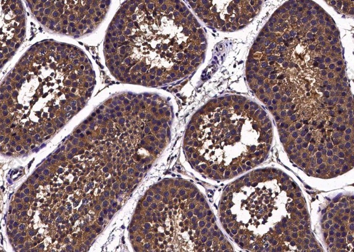 CD113/Nectin-3 Monoclonal Antibody - 3